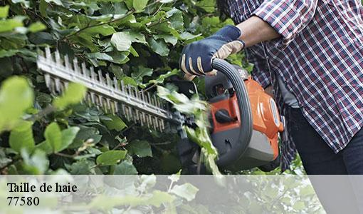 Taille de haie  77580
