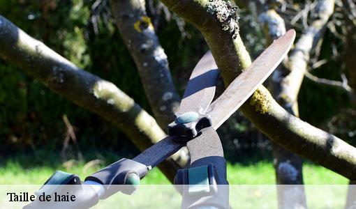 Taille de haie  77120