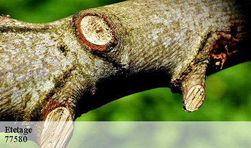Etetage 77580