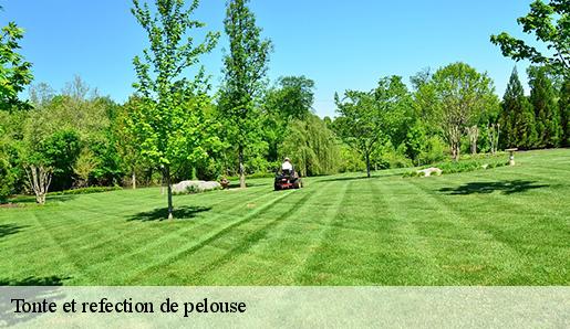 Tonte et refection de pelouse  77184