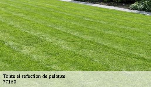 Tonte et refection de pelouse 77160