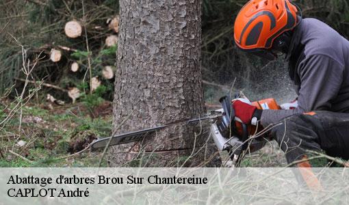 Abattage d'arbres  brou-sur-chantereine-77177 CAPLOT André