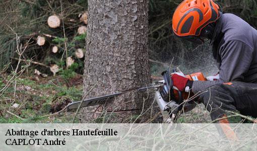 Abattage d'arbres  hautefeuille-77515 CAPLOT André