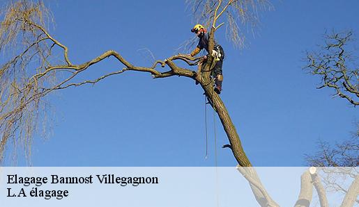 Elagage bannost-villegagnon-77970 Sauser elagage