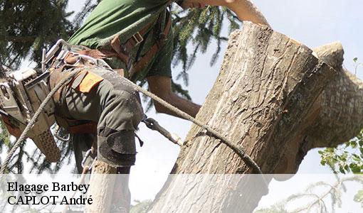 Elagage  barbey-77130 CAPLOT André