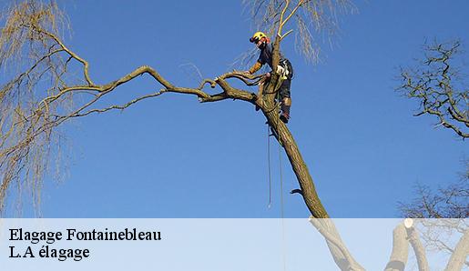 Elagage fontainebleau-77300 Sauser elagage
