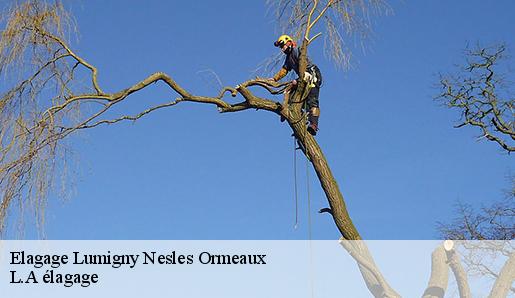 Elagage lumigny-nesles-ormeaux-77540 Sauser elagage