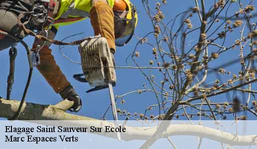 Elagage  saint-sauveur-sur-ecole-77930 Marc Espaces Verts 