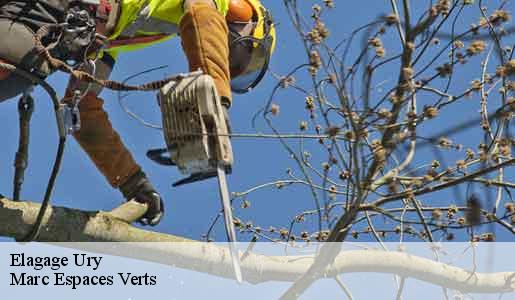 Elagage ury-77760 Marc Espaces Verts