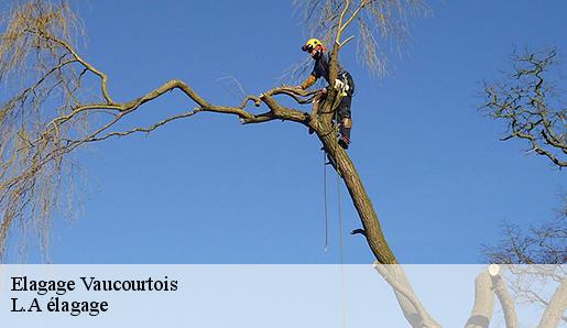 Elagage vaucourtois-77580 Sauser elagage
