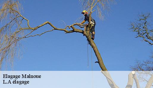 Elagage malnoue-77184 Sauser elagage