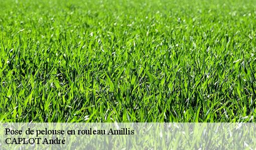 Pose de pelouse en rouleau  amillis-77120 CAPLOT André