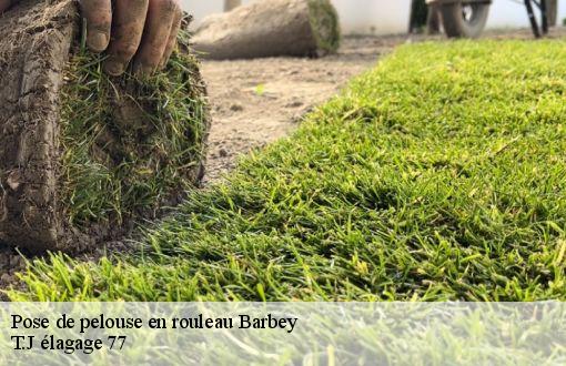 Pose de pelouse en rouleau  barbey-77130 T.J élagage 77