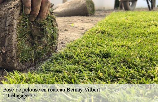 Pose de pelouse en rouleau  bernay-vilbert-77540 T.J élagage 77