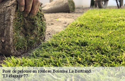 Pose de pelouse en rouleau  boissise-la-bertrand-77350 T.J élagage 77