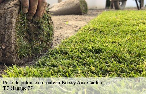 Pose de pelouse en rouleau  boissy-aux-cailles-77760 T.J élagage 77