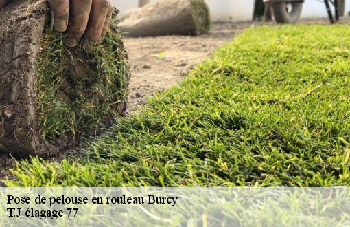 Pose de pelouse en rouleau  burcy-77890 T.J élagage 77