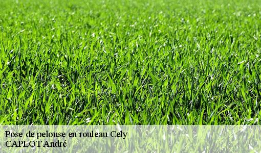 Pose de pelouse en rouleau cely-77930 CAPLOT André