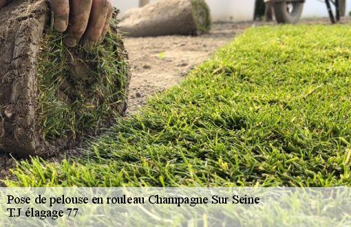 Pose de pelouse en rouleau  champagne-sur-seine-77430 T.J élagage 77