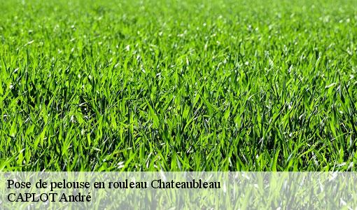 Pose de pelouse en rouleau  chateaubleau-77370 CAPLOT André