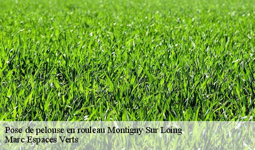 Pose de pelouse en rouleau  montigny-sur-loing-77690 Marc Espaces Verts 