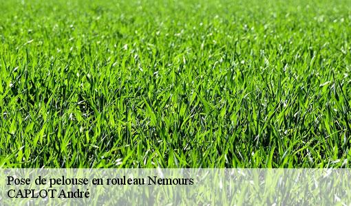 Pose de pelouse en rouleau  nemours-77140 CAPLOT André