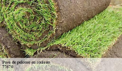 Pose de pelouse en rouleau 77670