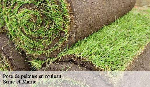 Pose de pelouse en rouleau