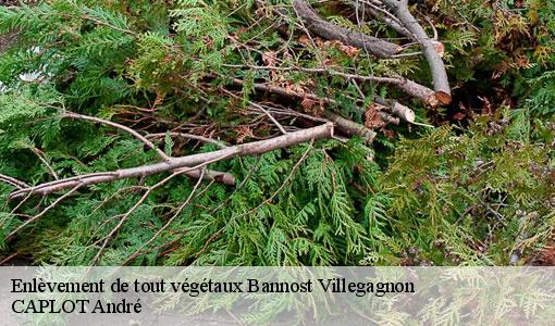 Enlèvement de tout végétaux bannost-villegagnon-77970 CAPLOT André