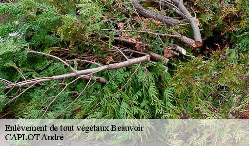 Enlèvement de tout végétaux  beauvoir-77390 CAPLOT André