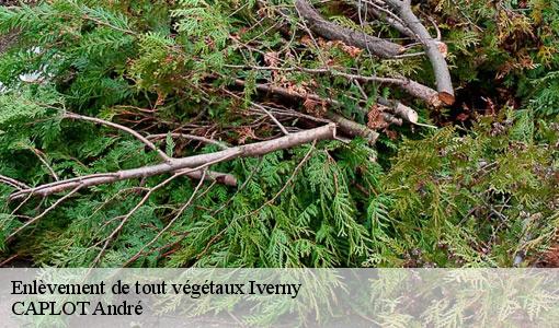 Enlèvement de tout végétaux iverny-77165 CAPLOT André