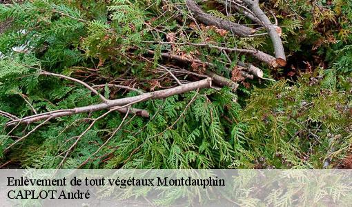 Enlèvement de tout végétaux montdauphin-77320 CAPLOT André
